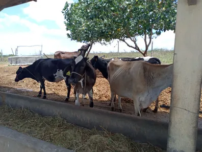 Fazenda/Sítio com 5 Quartos à venda, 11500m² no , Monte Alegre