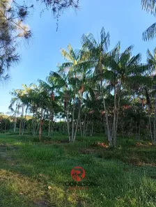 Fazenda/Sítio à venda, 210000m² no Centro, Barcarena