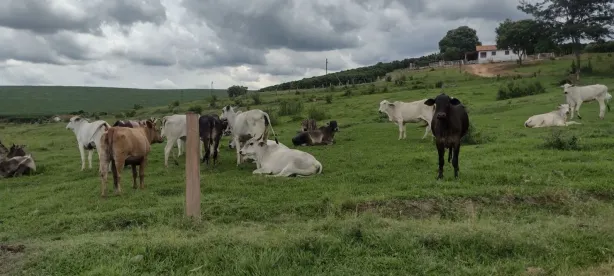 Fazenda/Sítio com 3 Quartos à venda, 150m² no Conceição do Rio Verde, Conceição do Rio Verde