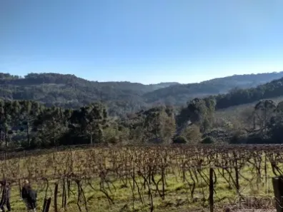 Imóvel Comercial à venda, 50000m² no Nossa Senhora da Saúde, Caxias do Sul