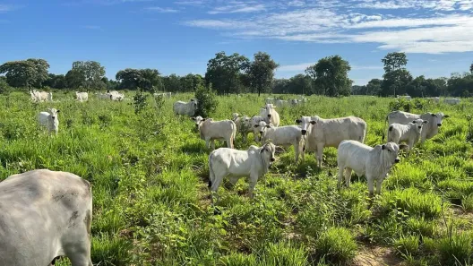Fazenda/Sítio à venda, 1m² no , Buritizeiro