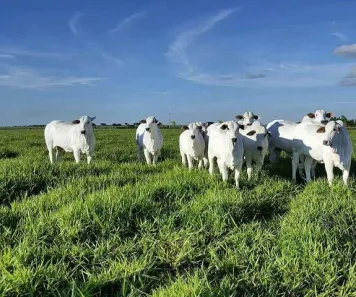 Fazenda/Sítio à venda, 1m² no , Jussara