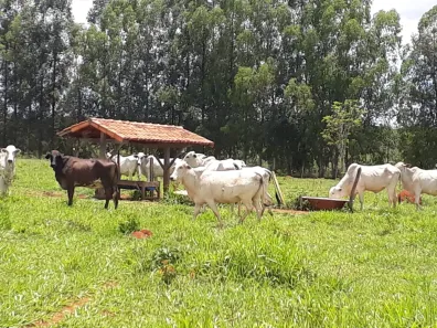 Lote/Terreno à venda, 20000m² no Zona Rural, Paraopeba