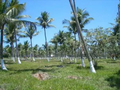 Lote/Terreno à venda, 1500m² no Porto Coqueiral, Ipojuca