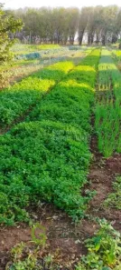 Fazenda/Sítio com 3 Quartos à venda, 180m² no , Bady Bassitt
