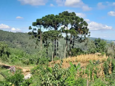 Fazenda/Sítio à venda, 23000m² no , Nova Petrópolis