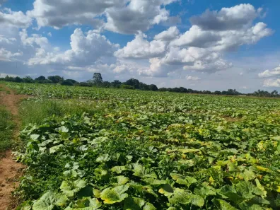 Fazenda/Sítio com 2 Quartos à venda, 60000m² no Setor de Chácaras Sul, Formosa