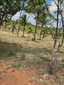 Fazenda/Sítio à venda, 80000m² no , Glória do Goitá
