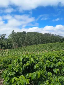 Fazenda/Sítio à venda, 1100000m² no , Santa Teresa