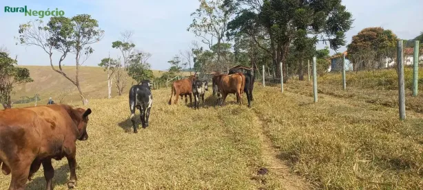 Fazenda/Sítio com 3 Quartos à venda, 91900m² no Olaria, Lorena