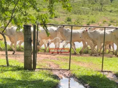 Fazenda/Sítio à venda, 500m² no , Flores de Goiás