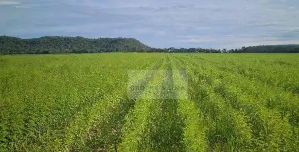 Fazenda/Sítio à venda, 50000000m² no Zona Rural, Santo Antônio do Leste