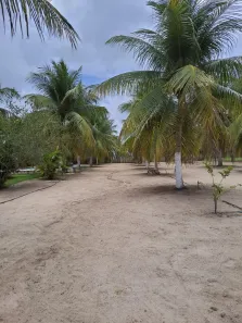 Fazenda/Sítio com 3 Quartos à venda, 160000m² no , Vera Cruz