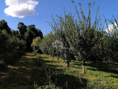 Fazenda/Sítio à venda, 75000m² no , Garibaldi