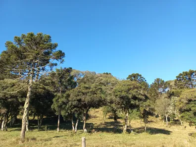 Lote/Terreno à venda, 20000m² no , Urupema