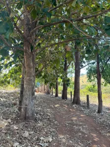 Fazenda/Sítio com 4 Quartos à venda, 96m² no , Itaguaru