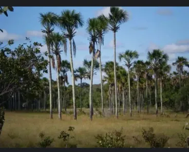 Fazenda/Sítio à venda, 136000000m² no , Formoso