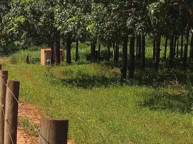 Fazenda/Sítio com 2 Quartos à venda, 77440m² no Centro, Palestina