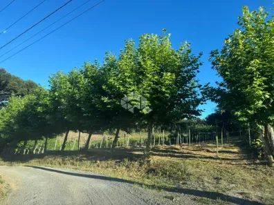 Fazenda/Sítio à venda, 3800m² no , Bento Gonçalves