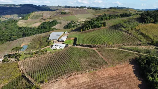Fazenda/Sítio à venda, 110000m² no , Monte Belo do Sul