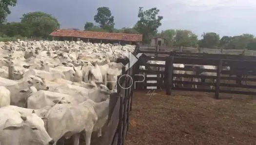 Fazenda/Sítio com 1 Quarto à venda, 27250000m² no Zona Rural, Monte Alegre de Goiás