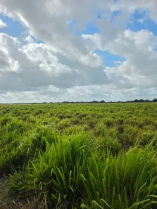 Fazenda/Sítio com 4 Quartos à venda, 750000m² no , Touros