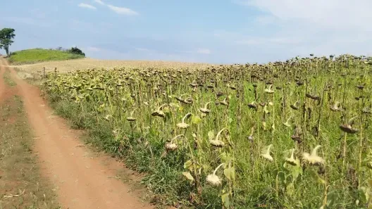 Fazenda/Sítio à venda, 36300m² no , Cambira