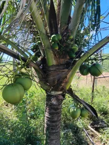 Fazenda/Sítio com 8 Quartos à venda, 130000m² no Área Rural de Gravatá, Gravatá