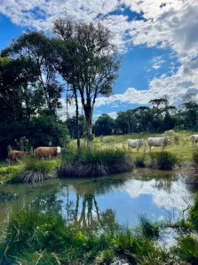 Fazenda/Sítio à venda, 30000m² no , Campo Alegre