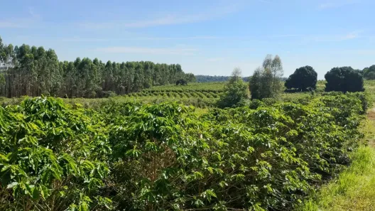 Fazenda/Sítio com 3 Quartos à venda, 847000m² no Centro, São Sebastião do Paraíso