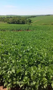 Fazenda/Sítio à venda, 1573000m² no Área Rural de Campo Mourão, Campo Mourão