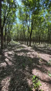Fazenda/Sítio com 3 Quartos à venda, 106480m² no Centro, Poloni