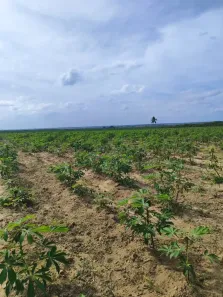 Fazenda/Sítio com 3 Quartos à venda, 800000m² no , Macaíba