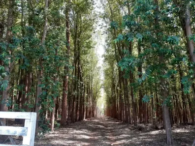 Fazenda/Sítio à venda, 520000m² no Centro, Terenos