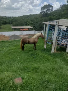 Fazenda/Sítio com 3 Quartos à venda, 72600m² no Centro, Monte Aprazível