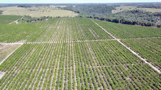 Fazenda/Sítio à venda, 2360000m² no Centro, Eunápolis