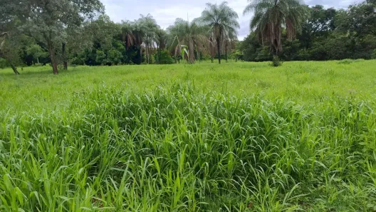 Fazenda/Sítio com 3 Quartos à venda, 358000m² no Centro, Formosa