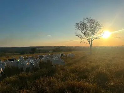 Fazenda/Sítio à venda, 4m² no Área Rural de Senador Canedo, Senador Canedo