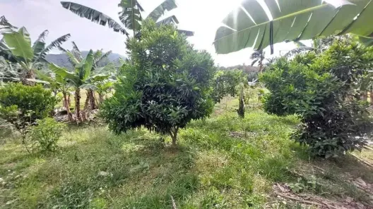Fazenda/Sítio com 1 Quarto à venda, 5600m² no Área Rural de Biguaçu, Biguaçu