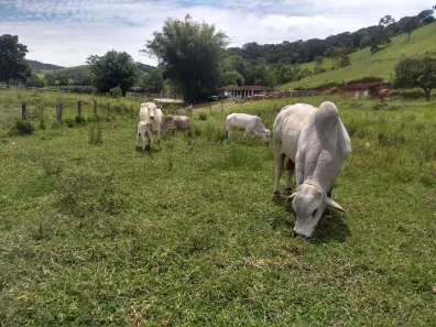 Fazenda/Sítio com 4 Quartos à venda, 411400m² no Centro, Lagoinha