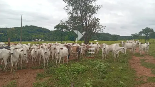 Fazenda/Sítio com 1 Quarto à venda, 2613600m² no Mansões Vale do Araguaia, Aruanã