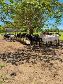 Fazenda/Sítio à venda, 87900m² no São José da Boa Morte, Cachoeiras de Macacu