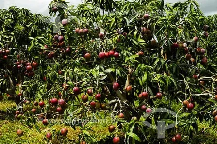 Fazenda/Sítio à venda, 1200000m² no Área Rural de Petrolina, Petrolina