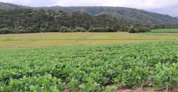 Fazenda/Sítio com 6 Quartos à venda, 1388000m² no , Bom Retiro