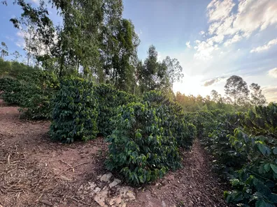 Fazenda/Sítio com 2 Quartos à venda, 240000m² no , Conceição do Rio Verde