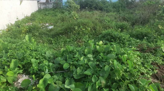 Lote/Terreno à venda, 425m² no Maracaipe, Ipojuca