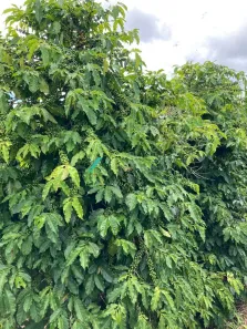 Fazenda/Sítio com 3 Quartos à venda, 2500m² no Centro, Soledade de Minas