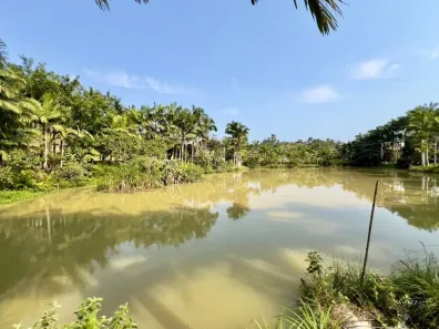 Fazenda/Sítio com 3 Quartos à venda, 600m² no , Ilhota