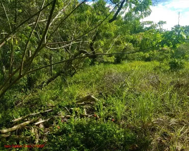 Lote/Terreno à venda, 5000m² no Busca Vida (Abrantes), Camaçari