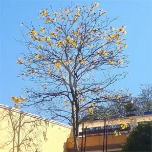 Casa com 2 Quartos à venda, 93m² no Horto Florestal, São Paulo